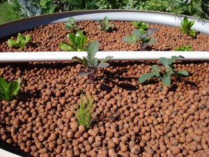 Planting Seedlings